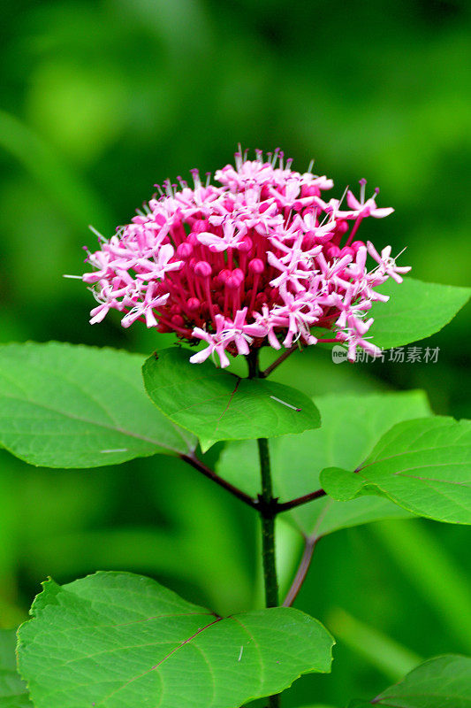 蔷薇/蔷薇:大簇的花